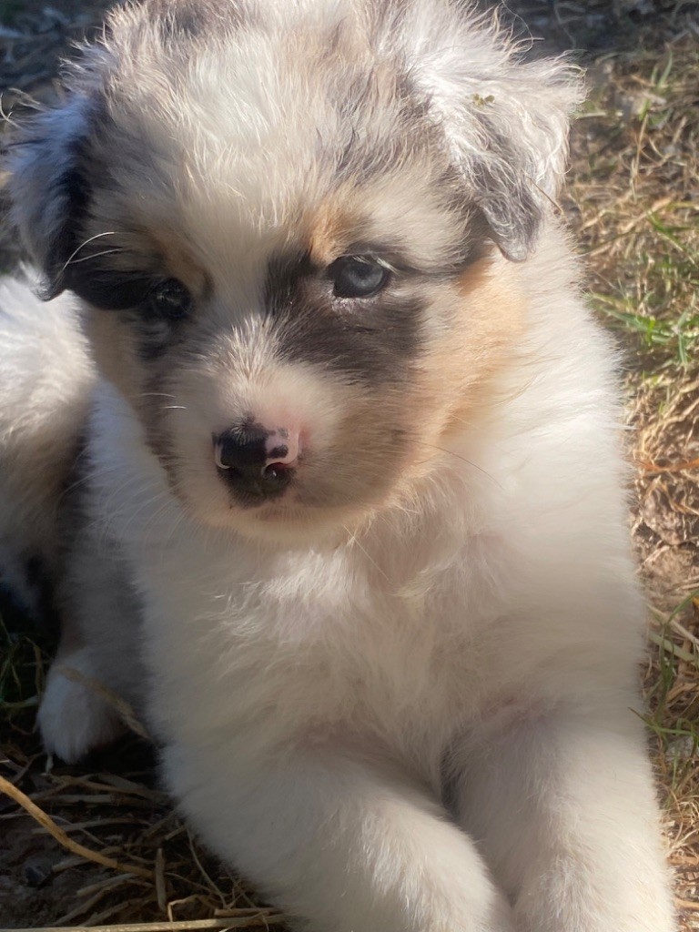 Chiot Berger Australien Caroline Puech