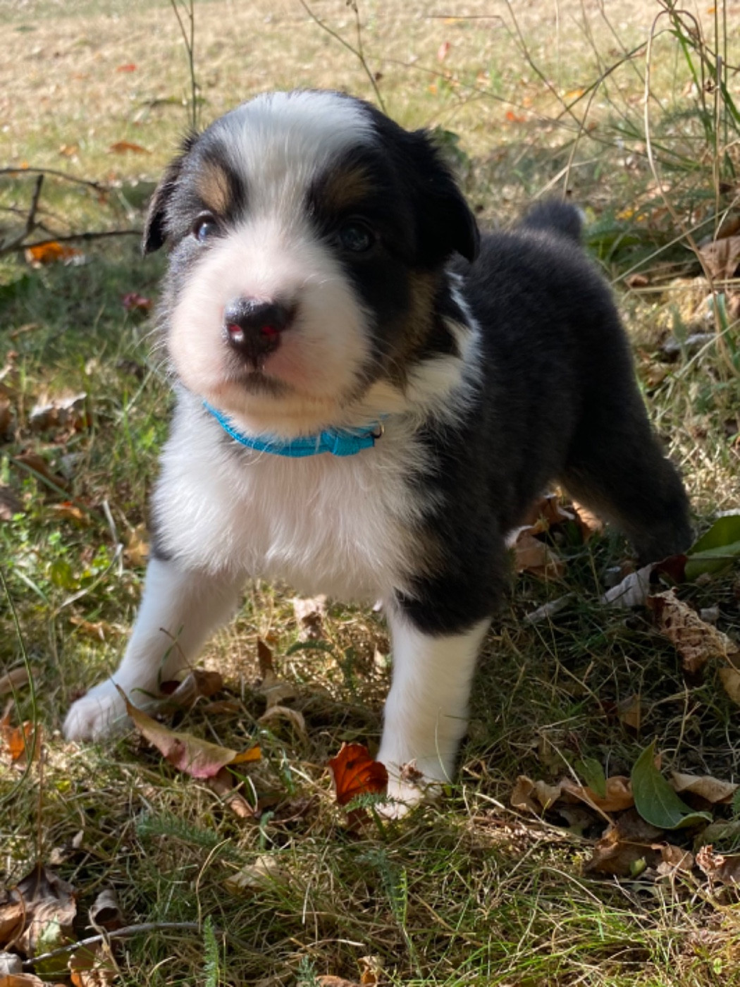 Caroline Puech - Chiots disponibles - Berger Australien