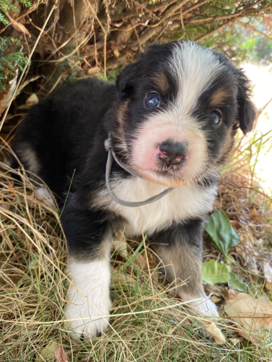 Caroline Puech - Chiots disponibles - Berger Australien