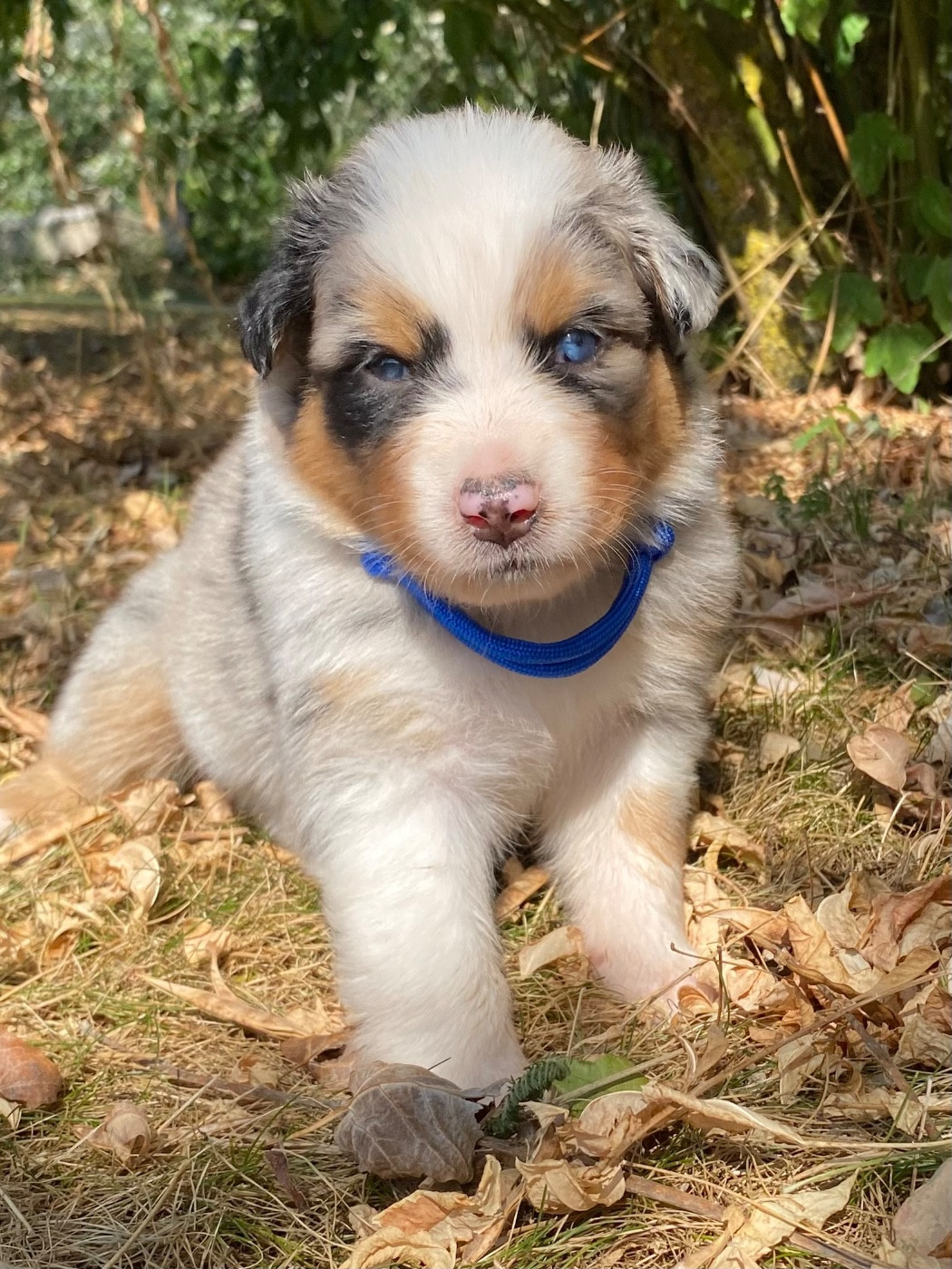 Caroline Puech - Chiots disponibles - Berger Australien