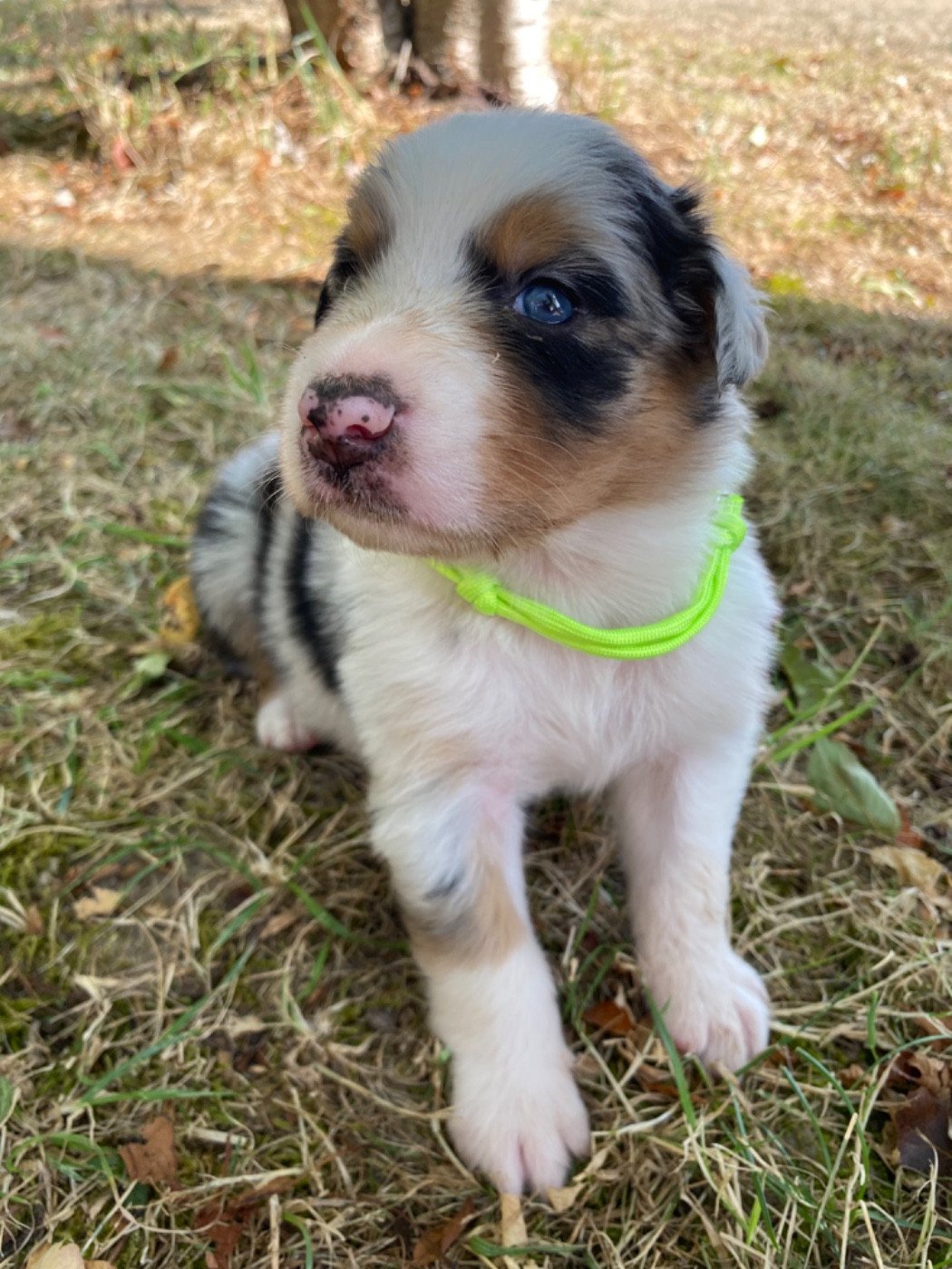 Caroline Puech - Chiots disponibles - Berger Australien