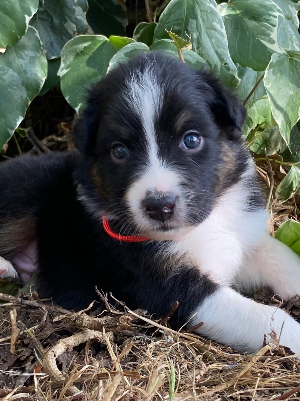Caroline Puech - Chiots disponibles - Berger Australien
