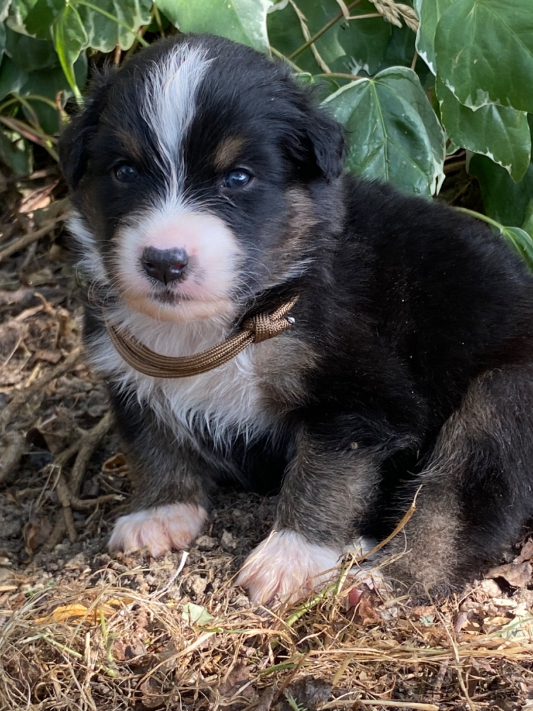 Caroline Puech - Chiots disponibles - Berger Australien