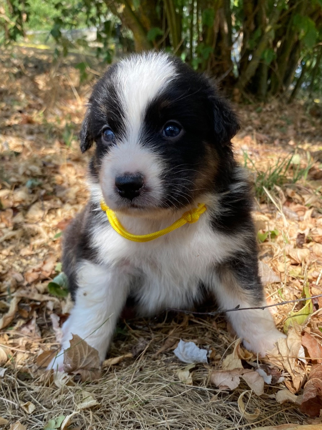Caroline Puech - Chiots disponibles - Berger Australien