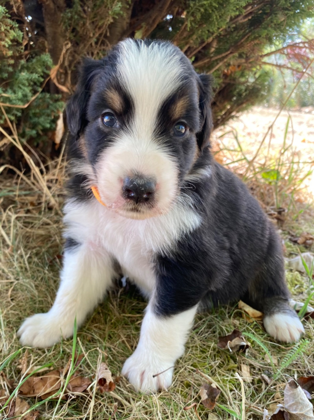 Caroline Puech - Chiots disponibles - Berger Australien