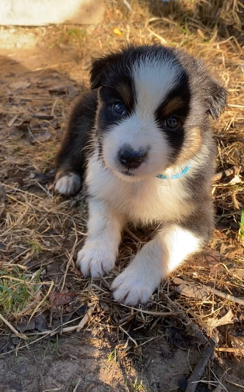 Caroline Puech - Chiots disponibles - Berger Australien