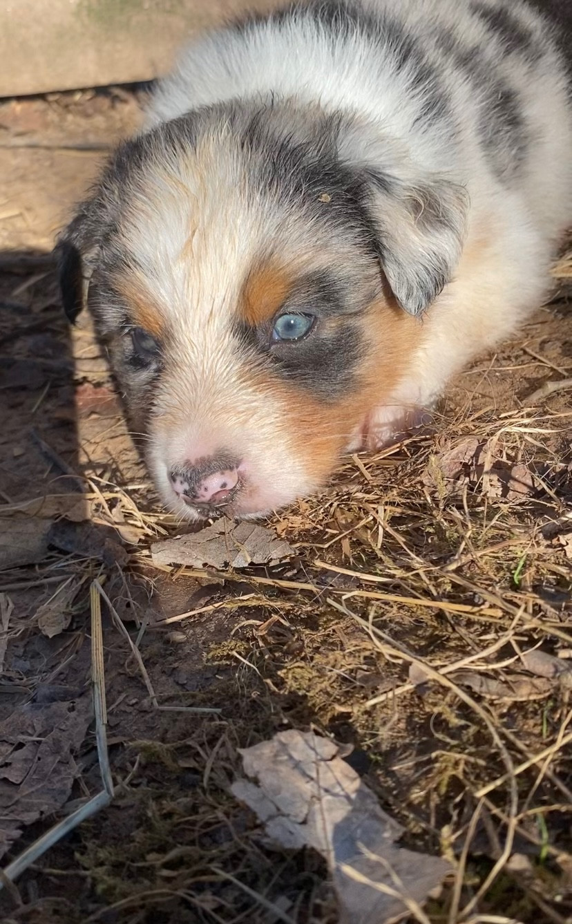 Caroline Puech - Chiots disponibles - Berger Australien