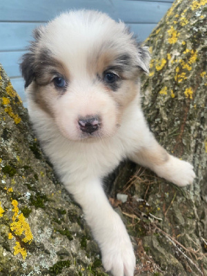 CHIOT 8