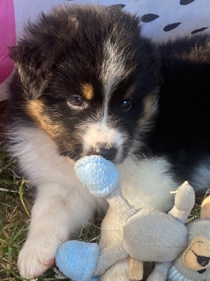 CHIOT 4