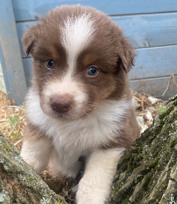 CHIOT 1