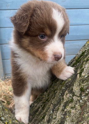 CHIOT 2