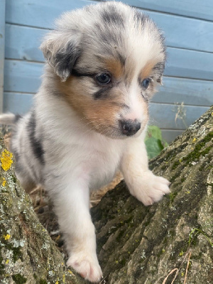 CHIOT 6