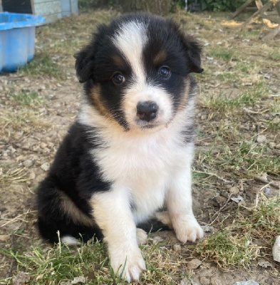 CHIOT 3