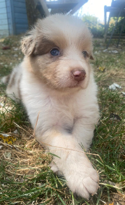 CHIOT 5