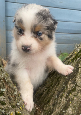 CHIOT 9