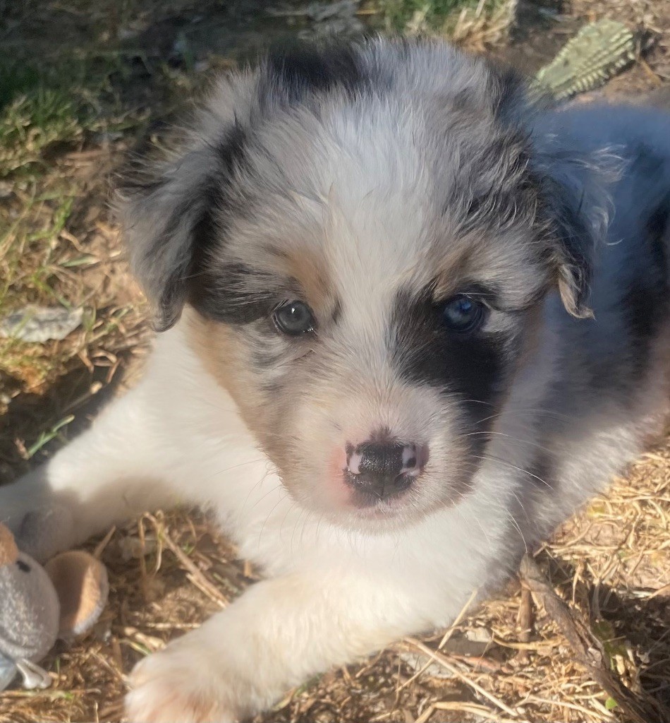 Caroline Puech - Chiots disponibles - Berger Australien